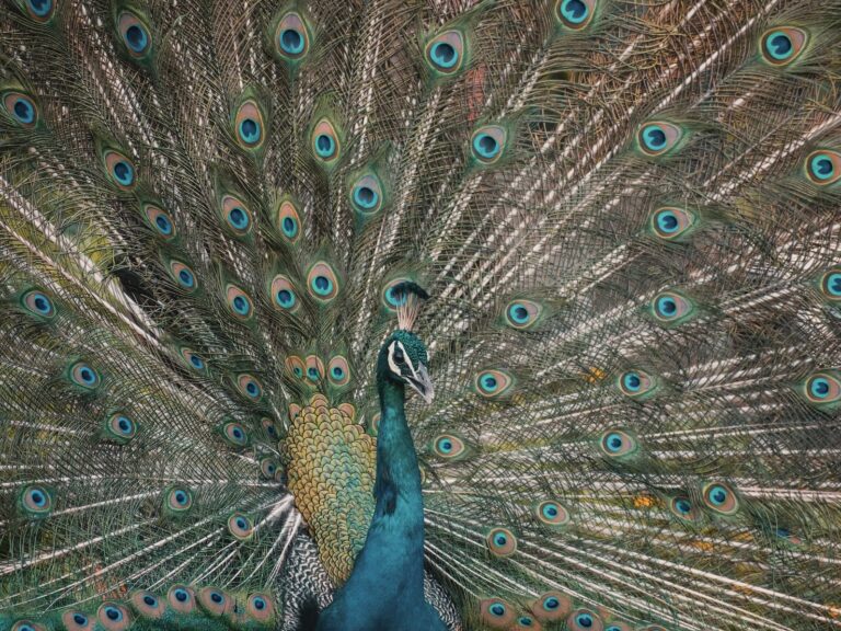 A Peacock in Picture In the Surrounding Area of Sanctuary View Homestay Thattekkad