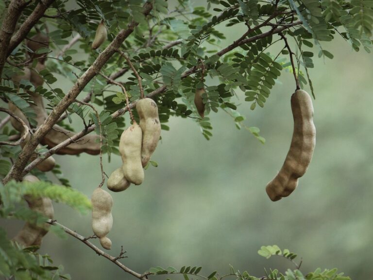 A Tamarind in Picture. Its a Surrounding of Sanctuary View Homestay Thattekkad