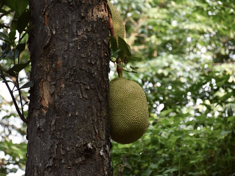 A tropical tree fruit called Jackfruit in picture. Its the surroundings of Sanctuary View Homestay Thattekkad