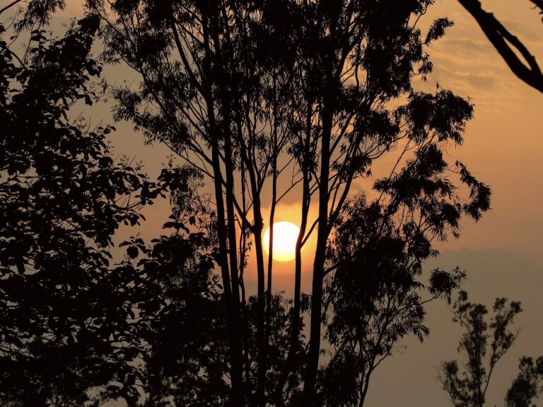 Picture of Sun set in a usual evening. The trees hinders the visibility of full phase of Sun.