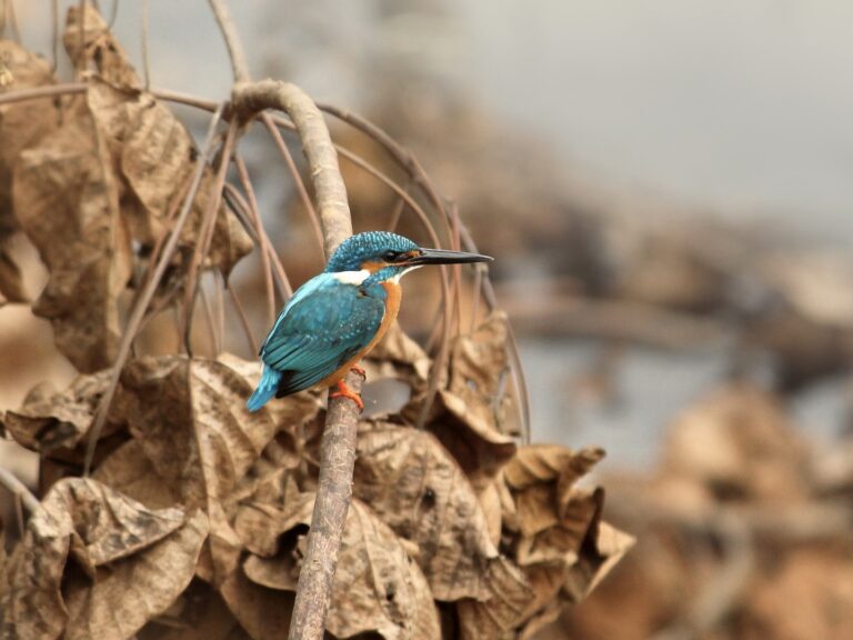 Picture of a Kingfisher resting in a dry tree branch in daylight