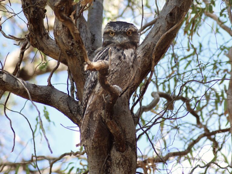 Picture of a Frogmouth Resting in a Tree Branch in Day time