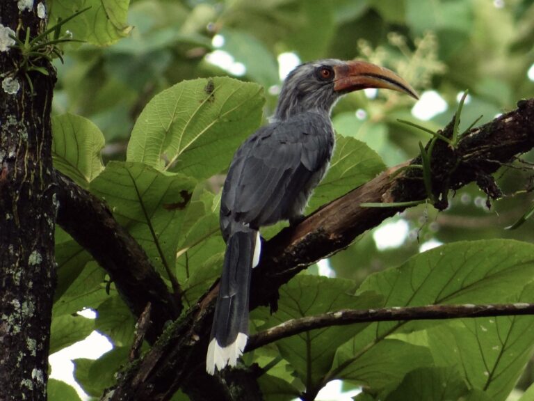 Picture of Malabar Hornbill Resting in a Tree Branch