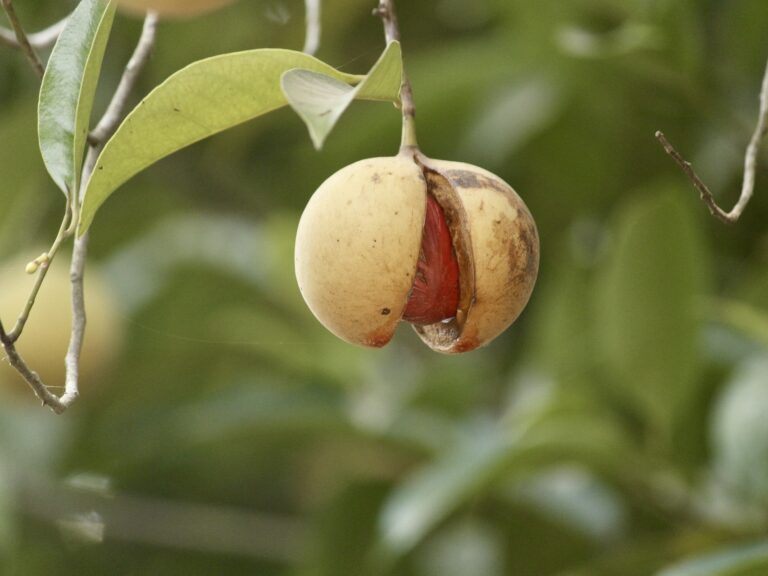 Picture of a matured Nutmeg Fruit