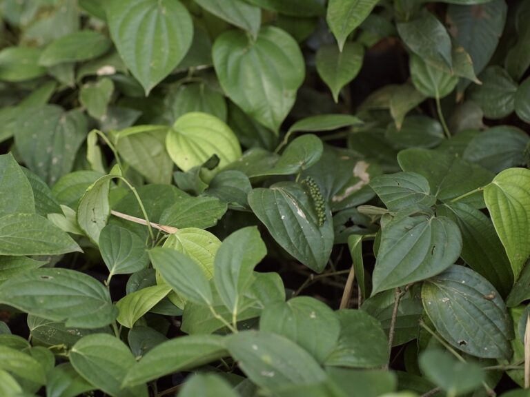 A picture of Betel leaves bush. Its a common plant in Southern India. It is famous for its stimulant capabilities and antiseptic properties.